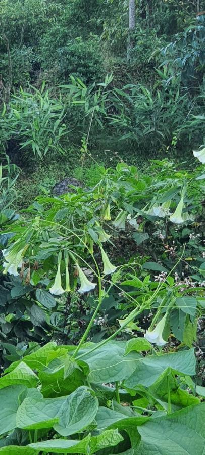 New Bloom Homestay Kurseong Ngoại thất bức ảnh